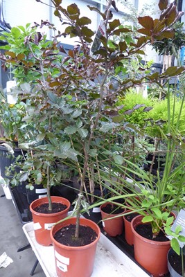 Lot 4227 - Ficus Beech Tree