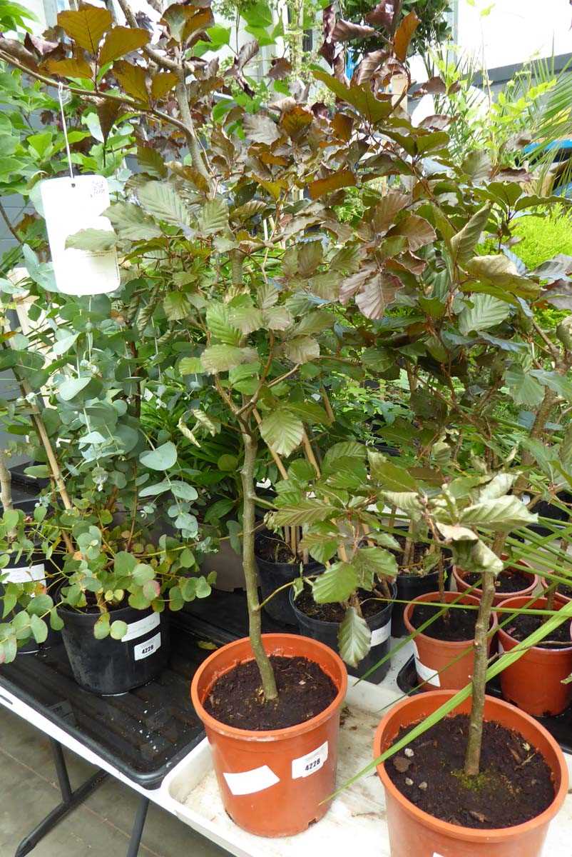 Lot 4228 - Ficus Beech Tree