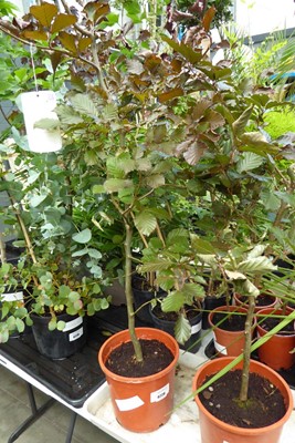 Lot 4228 - Ficus Beech Tree