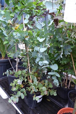 Lot 4229 - Eucalyptus Tree