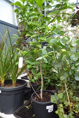 Lot 4230 - Large Magnolia Susan