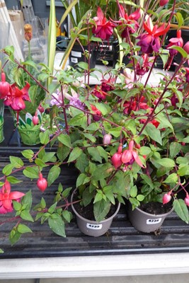 Lot 4235 - 2 Fuchsia