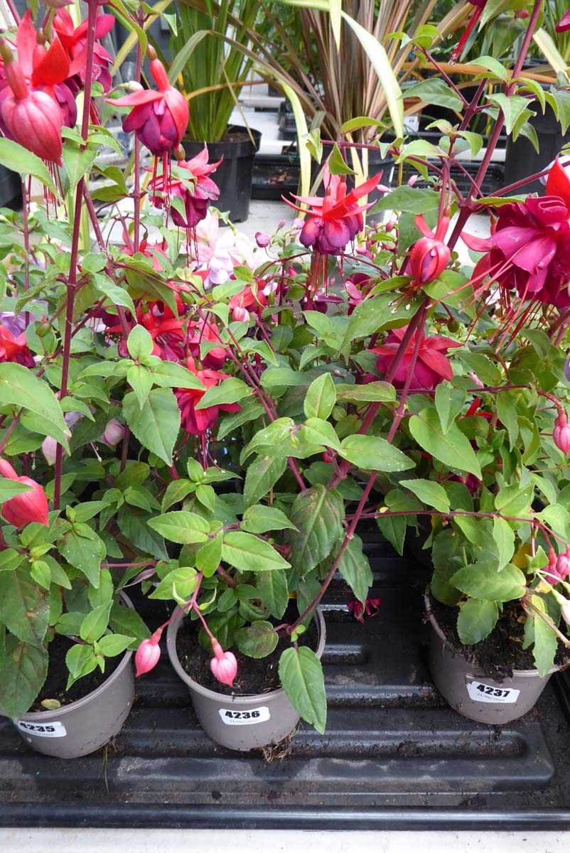 Lot 4236 - 2 Fuchsia