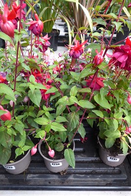 Lot 4236 - 2 Fuchsia