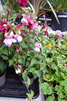 Lot 4237 - 2 Fuchsia
