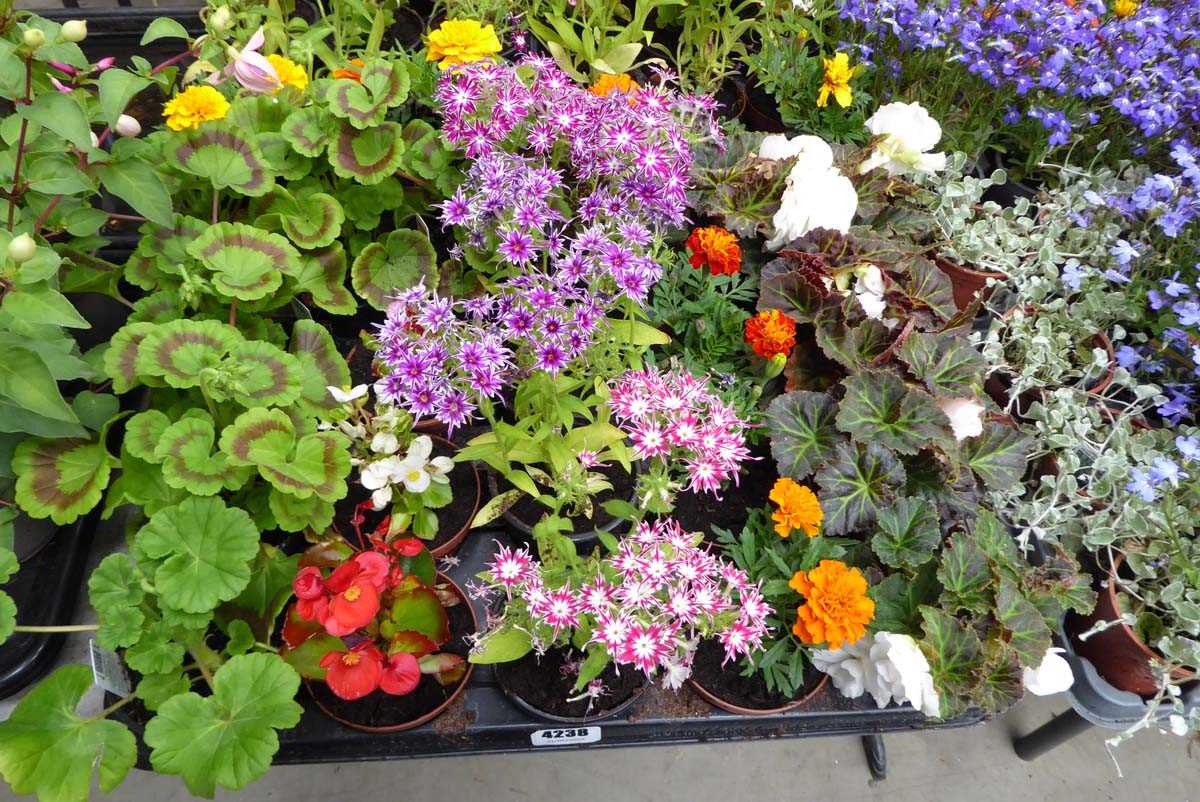 Lot 4238 - Tray of mixed bedding plants