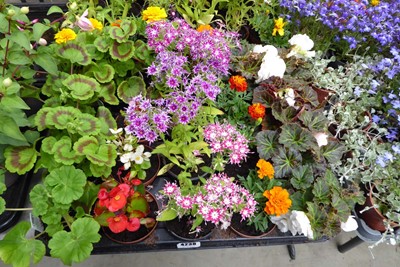 Lot 4238 - Tray of mixed bedding plants