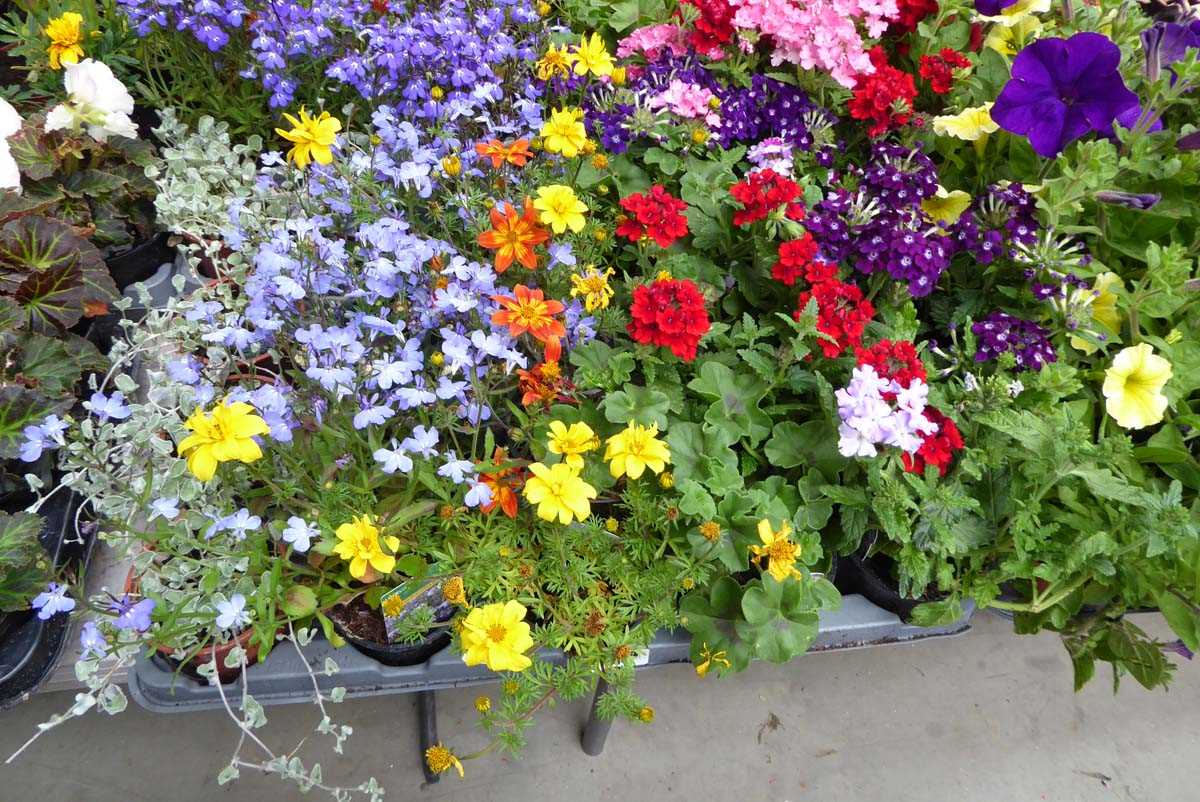 Lot 4239 - Tray of mixed bedding plants