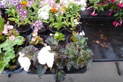 Lot 4240 - Tray of mixed bedding plants