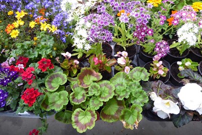 Lot 4241 - Tray of mixed bedding plants