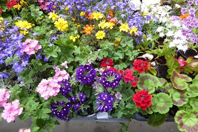 Lot 4242 - Tray of mixed bedding plants