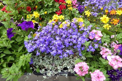 Lot 4243 - Tray of mixed bedding plants