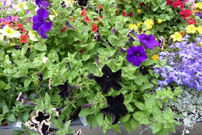 Lot 4244 - Tray of Sanguna Petunia