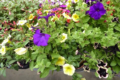 Lot 4245 - Tray of Sanguna Petunia