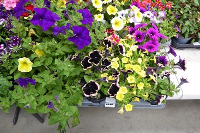 Lot 4246 - Tray of Sanguna Petunia