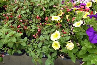 Lot 4247 - Tray of Fuchsia
