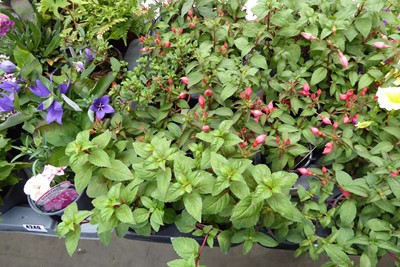 Lot 4248 - Tray of Fuchsia