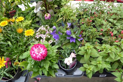 Lot 4249 - Tray of mixed plants