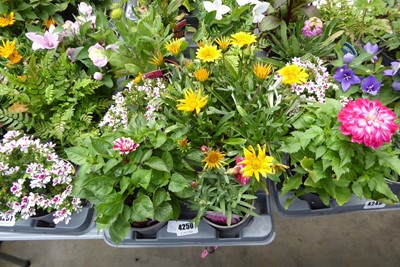 Lot 4250 - Tray of mixed plants