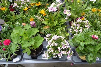 Lot 4251 - Tray of mixed plants