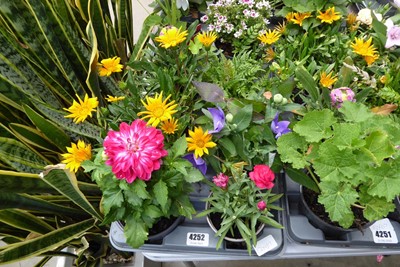 Lot 4252 - Tray of mixed plants