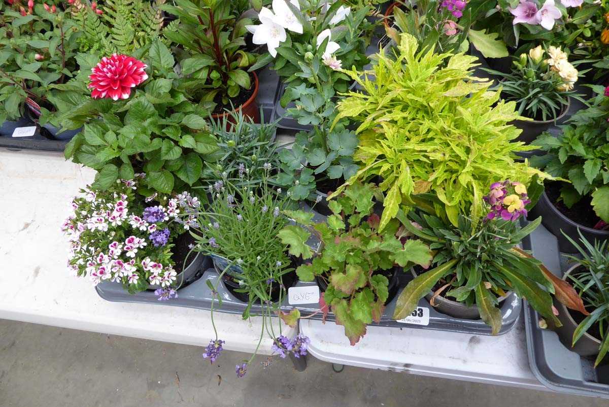 Lot 4253 - Tray of mixed plants