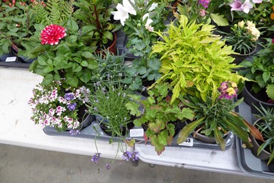 Lot 4253 - Tray of mixed plants