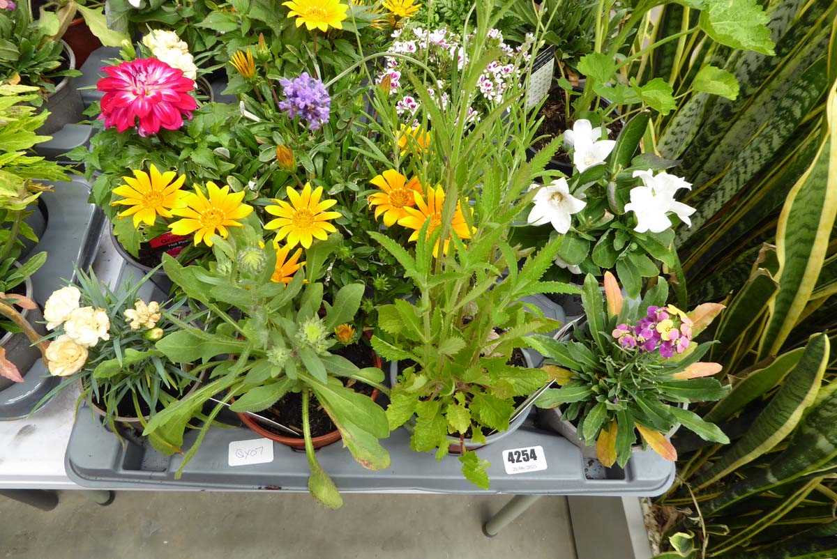 Lot 4254 - Tray of mixed plants
