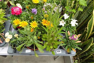 Lot 4254 - Tray of mixed plants