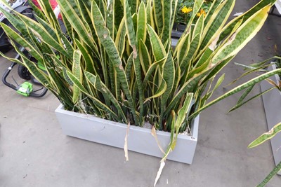 Lot 4255 - 3 rectangular grey planters with variegated...