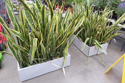 Lot 4255 - 3 rectangular grey planters with variegated...