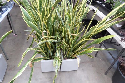 Lot 4255 - 3 rectangular grey planters with variegated...