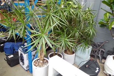 Lot 4256 - Set of 4 cylindrical planters, each with...