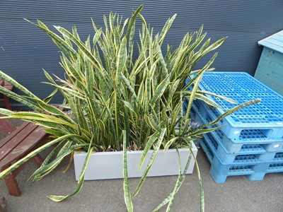 Lot 4131 - 2 plastic trough planters with a quantity of...