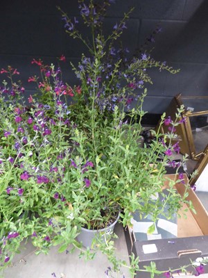 Lot 4099 - Two potted Salvia