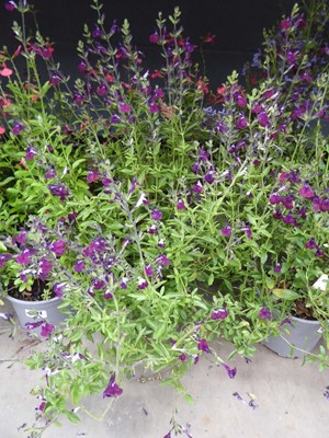 Lot 4100 - Two potted Salvia