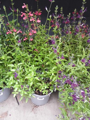 Lot 4101 - Two potted Salvia