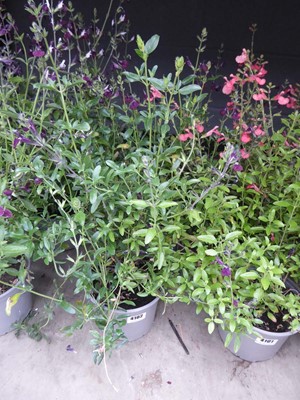 Lot 4102 - Two potted Salvia