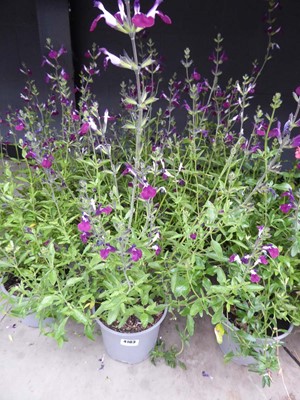 Lot 4103 - Two potted Salvia