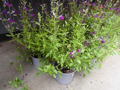 Lot 4104 - Two potted Salvia