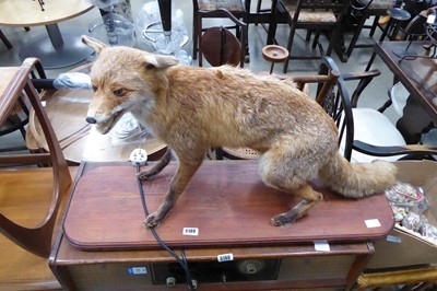 Lot 5189 - Taxidermist's fox