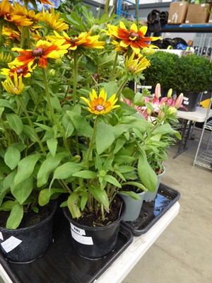Lot 4161 - Rudbeckia Sunbeckia Sarah