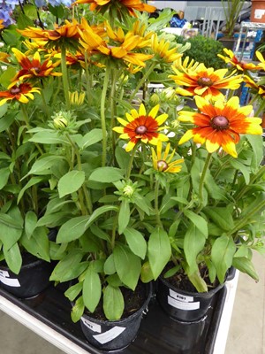 Lot 4162 - Rudbeckia Sunbeckia Mia