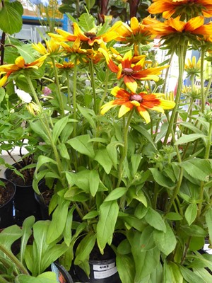 Lot 4163 - Rudbeckia Sunbeckia Mia