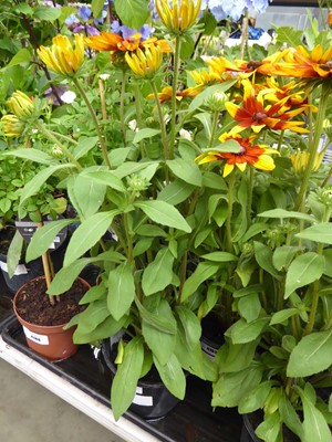 Lot 4164 - Rudbeckia Sunbeckia Sarah
