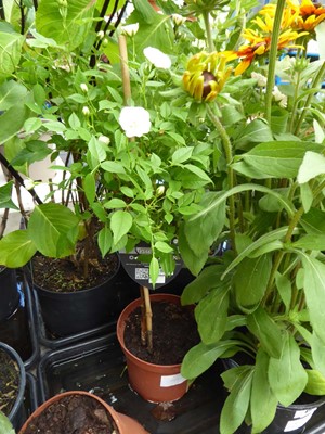 Lot 4165 - Standard Rose Tree