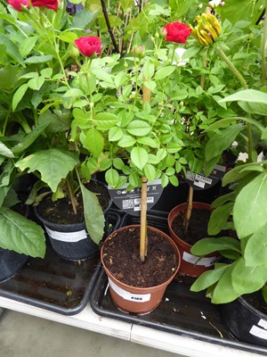 Lot 4166 - Standard Rose Tree