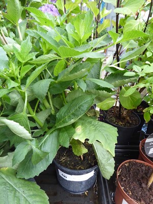 Lot 4167 - Dahlia Cherry Blast