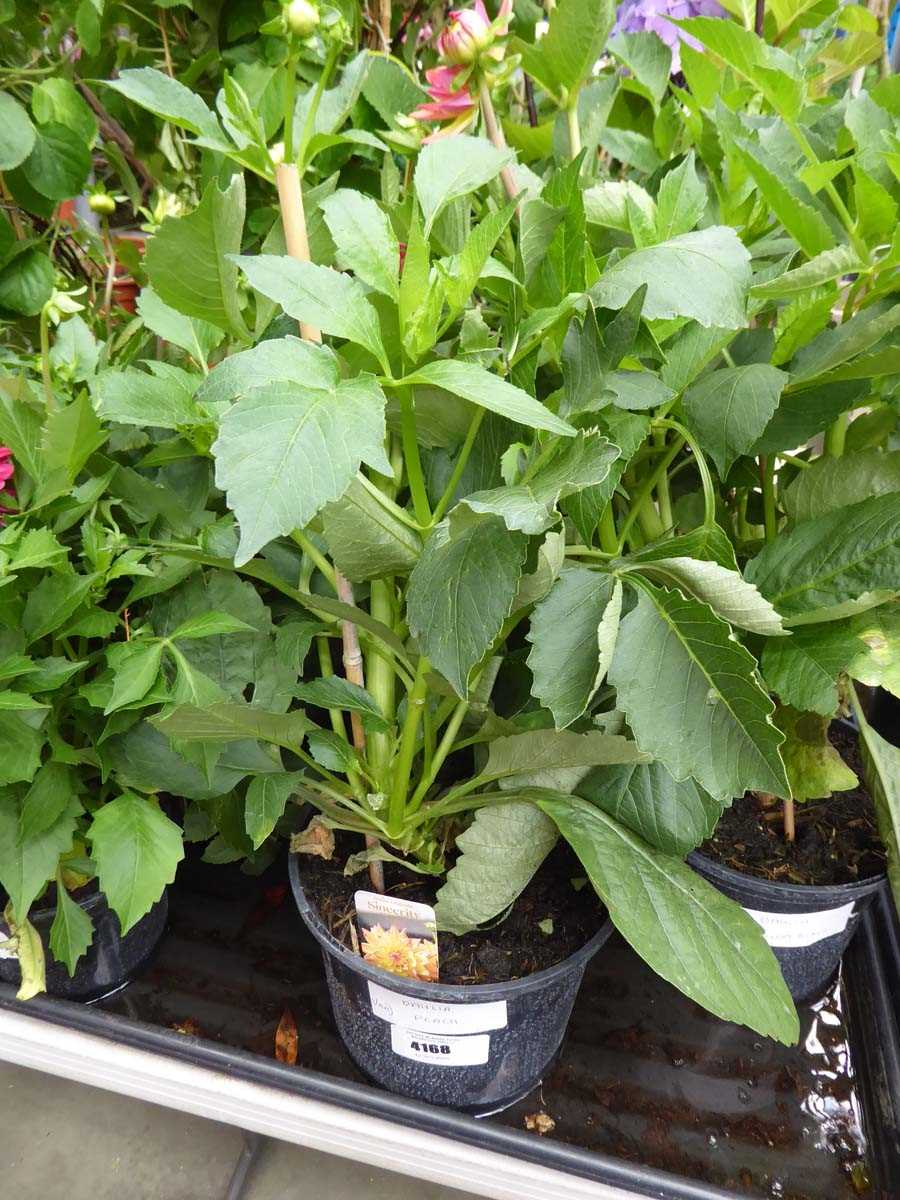 Lot 4168 - Dahlia Peach