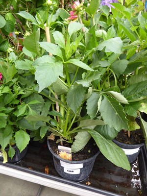 Lot 4168 - Dahlia Peach